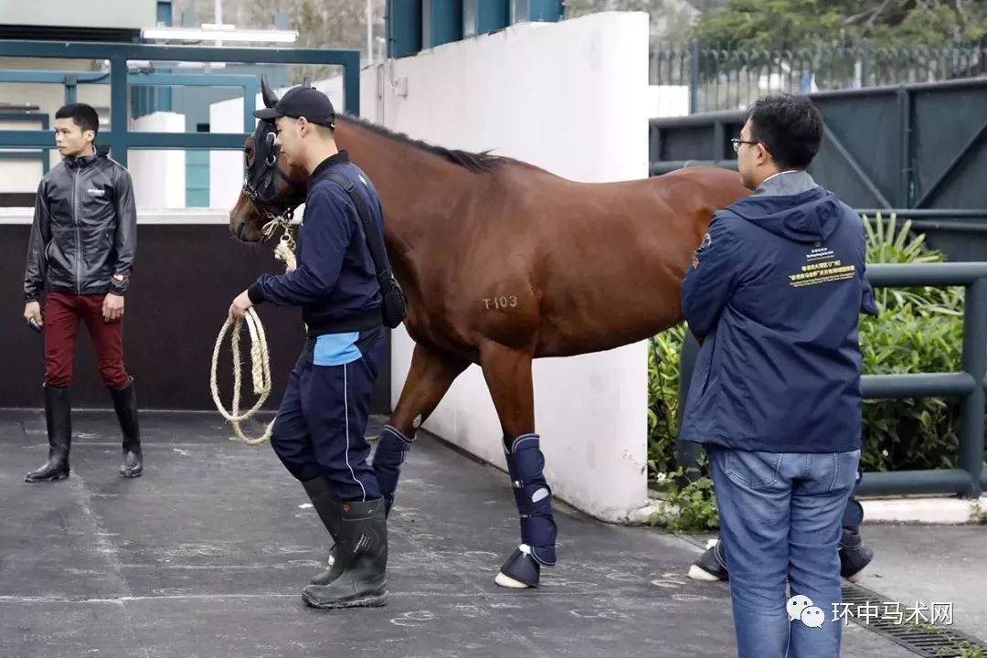 精准马料，香港赛马界的秘密武器