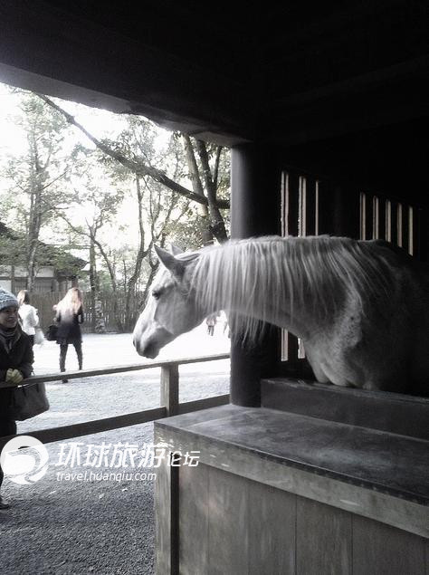 探秘香港内部马料，传统与现代的交融