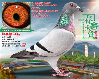 君翼赛鸽公棚秋展，飞翔的梦想与荣耀君翼赛鸽公棚秋棚春棚