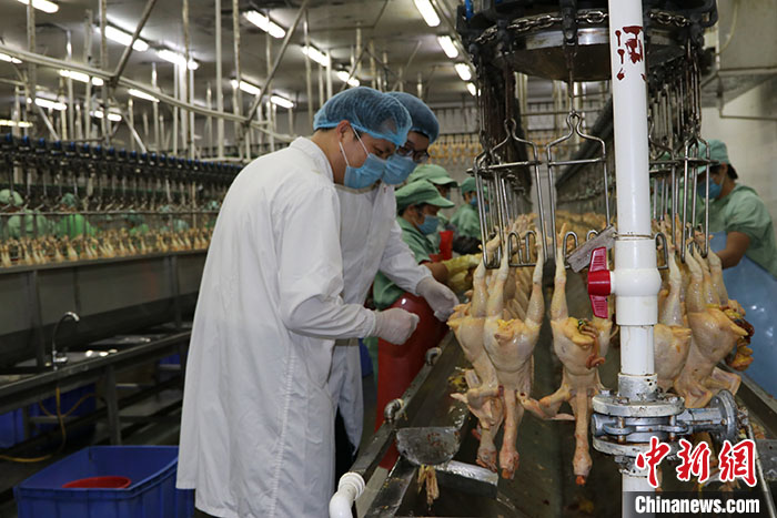 澳门最快最精准资料大全，深度解析与实用指南澳门最快最精准资料大全,争先恐后的动物是什么